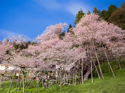 臥龍桜（高山市） 見頃・桜祭り情報など